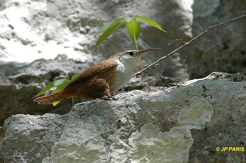 Catherpes mexicanus